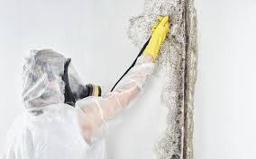 Asbestos and Lead Testing During Mold Inspection in Greenhills, OH